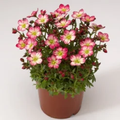 Saxifraga Mossy - Pack Of SIX Cushion Saxifrage Plants -Outlet Plant Store saxifraga pink flowering plant 750x750 1
