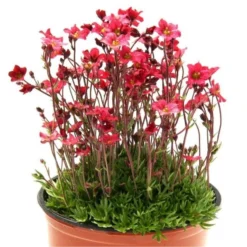 Saxifraga Mossy - Pack Of SIX Cushion Saxifrage Plants -Outlet Plant Store saxifraga red 750x750 1