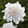 Scabiosa Columbaria 'Flutter Pure White' - Scabious
