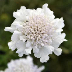 Scabiosa Columbaria 'Flutter Pure White' - Scabious