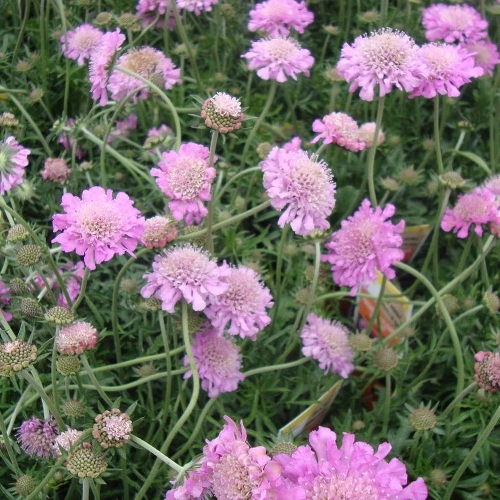 Scabious Pink Mist - Scabiosa - Pincushion Flower 1 Scabious Pink Mist - Scabiosa - Pincushion Flower