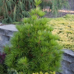 Sciadopitys Verticillata - Umbrella Pine