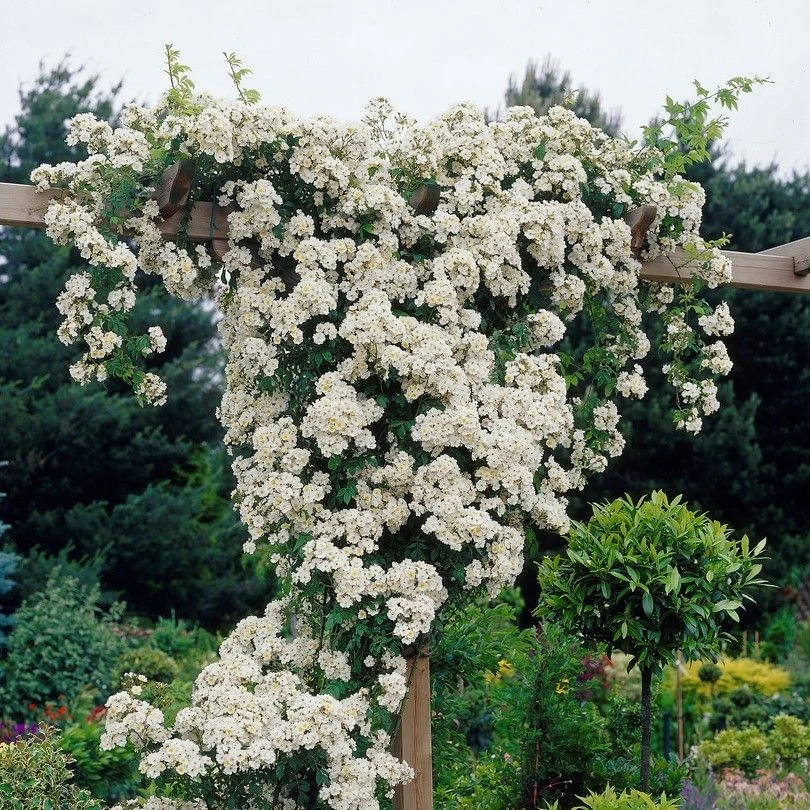Large 6-7ft Specimen Climbing Rose - Seagull 1 Large 6-7ft Specimen Climbing Rose - Seagull