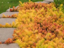 Hardy Succulent Sedum Collection - Pack Of FIVE Evergreen Hardy Plants - Perfect Ground Cover -Outlet Plant Store sedum angelina1