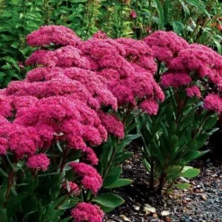 Sedum Mr Goodbud 8 Sedum Mr Goodbud -Outlet Plant Store sedum mr goodbud 1 510x510 1