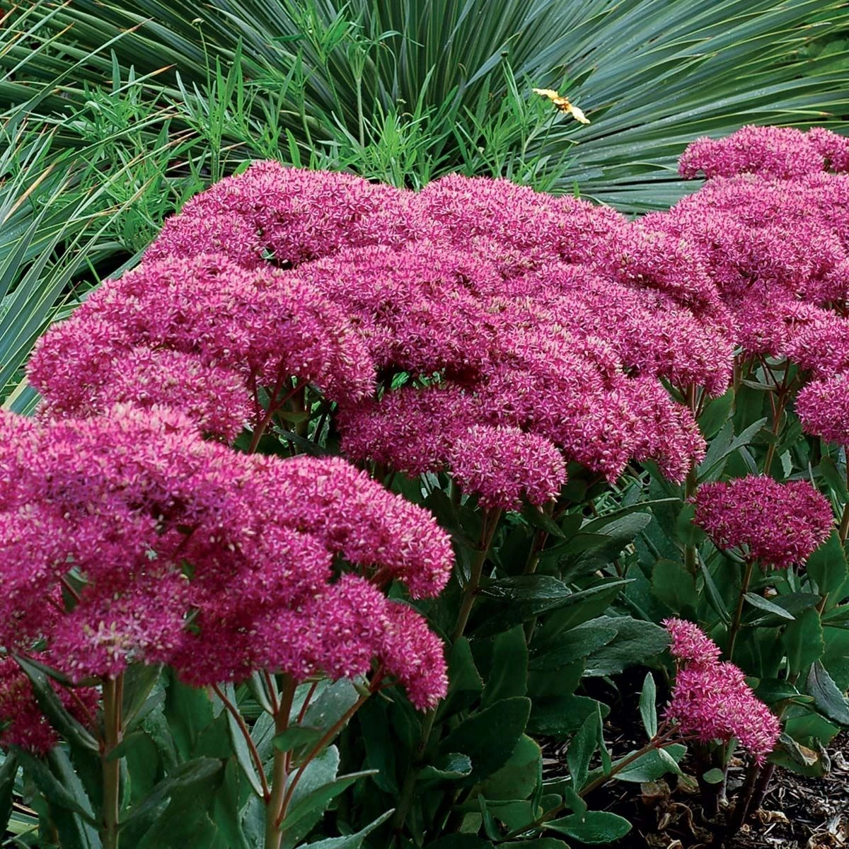 Sedum Mr Goodbud 3 Sedum Mr Goodbud - Image 3