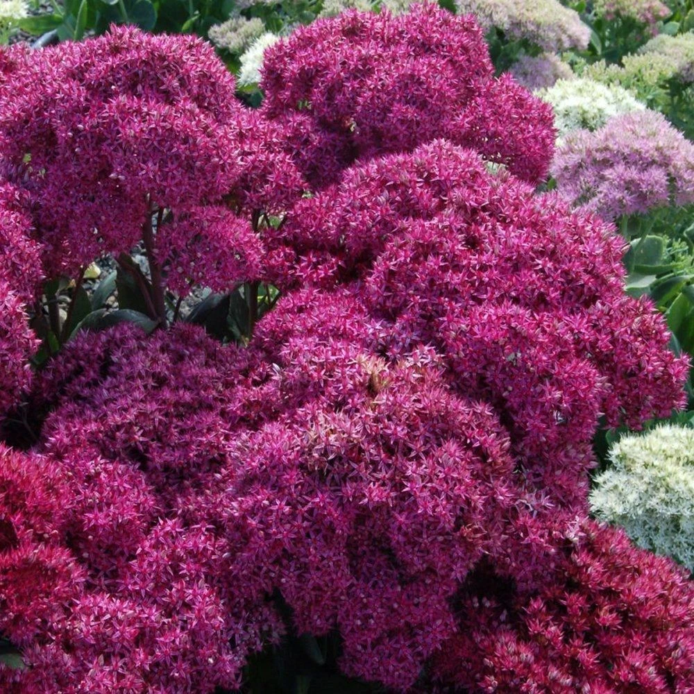 Sedum Mr Goodbud 1 Sedum Mr Goodbud