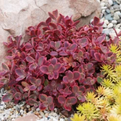 Hardy Succulent Sedum Collection - Pack Of FIVE Evergreen Hardy Plants - Perfect Ground Cover -Outlet Plant Store sedum sunsparkler1