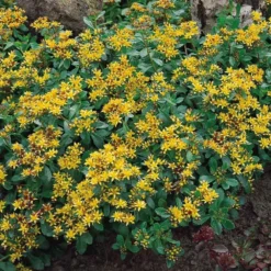 Hardy Succulent Sedum Collection - Pack Of FIVE Evergreen Hardy Plants - Perfect Ground Cover -Outlet Plant Store sedum kamtschaticum