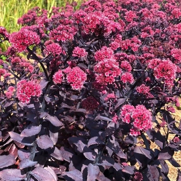 Sedum 'Mojave Jewels Ruby' 1 Sedum 'Mojave Jewels Ruby'