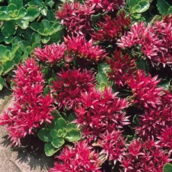 Hardy Succulent Sedum Collection - Pack Of FIVE Evergreen Hardy Plants - Perfect Ground Cover -Outlet Plant Store sedum spurium