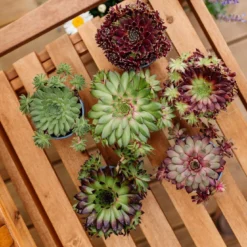 Sempervivum Houseleeks - Pack Of SIX Evergreen Hardy Succulent Plants -Outlet Plant Store sempervivum