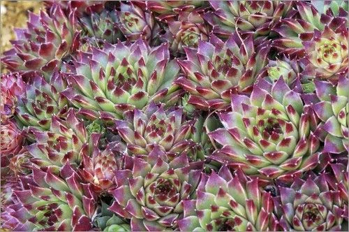 Pack Of TWELVE Evergreen Sempervivum Houseleeks - Hardy Succulent Plants 2 Pack Of TWELVE Evergreen Sempervivum Houseleeks - Hardy Succulent Plants - Image 2