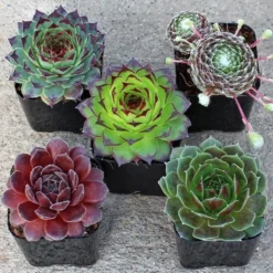 Sempervivum Houseleeks - Pack Of TEN Evergreen Hardy Succulent Plants -Outlet Plant Store sempervivum x5