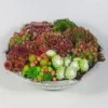 Evergreen Succulent Garden - Sempervivum Houseleek Garden In Zinc Bowl