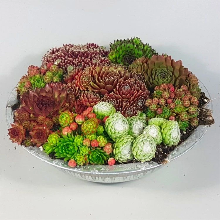 Evergreen Succulent Garden - Sempervivum Houseleek Garden In Zinc Bowl 1 Evergreen Succulent Garden - Sempervivum Houseleek Garden In Zinc Bowl