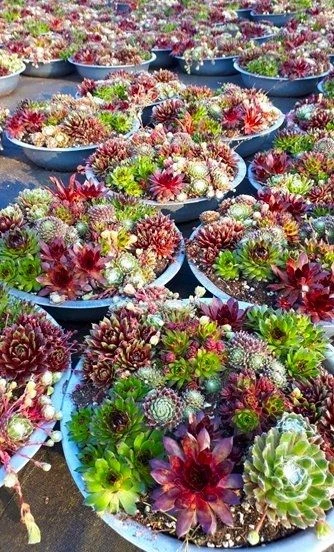 Evergreen Succulent Garden - Sempervivum Houseleek Garden In Zinc Bowl 2 Evergreen Succulent Garden - Sempervivum Houseleek Garden In Zinc Bowl - Image 2