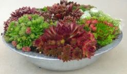 Evergreen Succulent Garden - Sempervivum Houseleek Garden In Zinc Bowl 5 Evergreen Succulent Garden - Sempervivum Houseleek Garden In Zinc Bowl -Outlet Plant Store sempervivum zinc 3