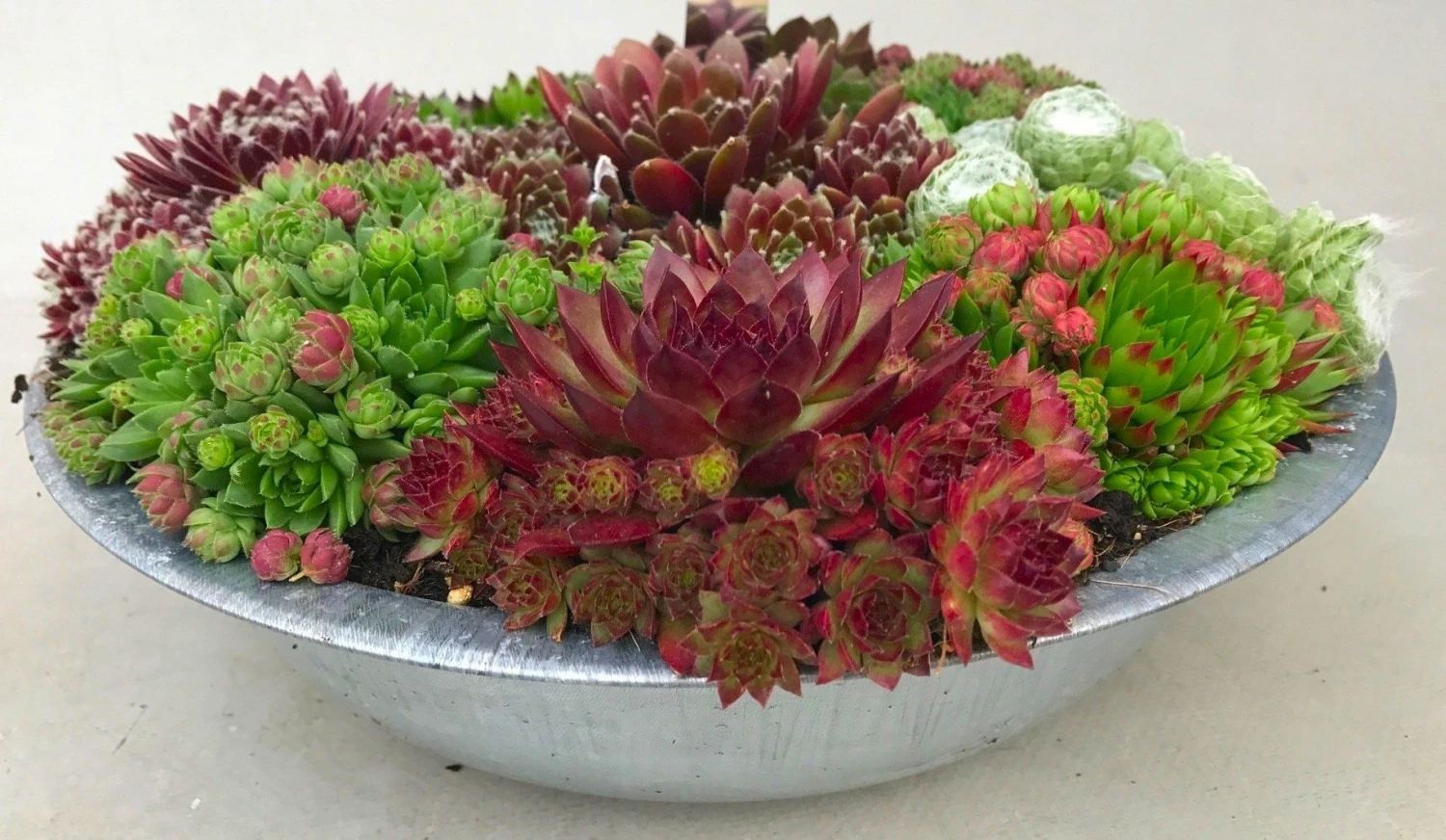 Evergreen Succulent Garden - Sempervivum Houseleek Garden In Zinc Bowl 3 Evergreen Succulent Garden - Sempervivum Houseleek Garden In Zinc Bowl - Image 3