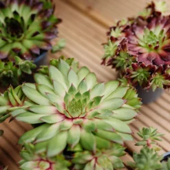 Sempervivum Houseleeks - Pack Of SIX Evergreen Hardy Succulent Plants -Outlet Plant Store sempervivum 2