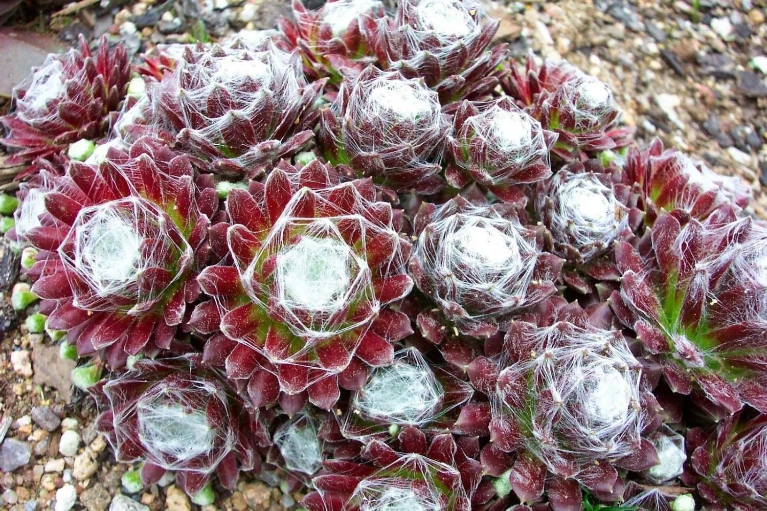 Pack Of TWELVE Evergreen Sempervivum Houseleeks - Hardy Succulent Plants 7 Pack Of TWELVE Evergreen Sempervivum Houseleeks - Hardy Succulent Plants - Image 7