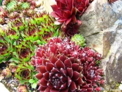 Sempervivum Houseleeks - Pack Of SIX Evergreen Hardy Succulent Plants -Outlet Plant Store sempervivum juin