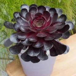 Semponium 'Destiny' - Surreal Succulents