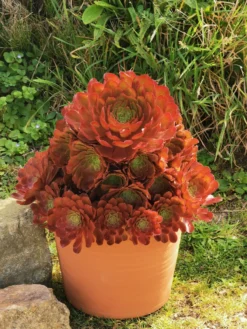 Semponium 'Sienna' - Surreal Succulents 7 Semponium 'Sienna' - Surreal Succulents -Outlet Plant Store semponium sienna 2 scaled