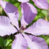 Large 6-7ft Specimen Climber - Clematis Margaret Hunt