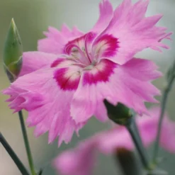 Dianthus Shirley Temple -Outlet Plant Store shirley temple dianthus 3