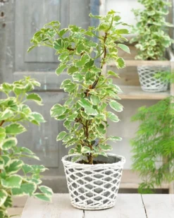 Hydrangea Petiolaris Silver Lining - Variegated Climbing Hydrangea