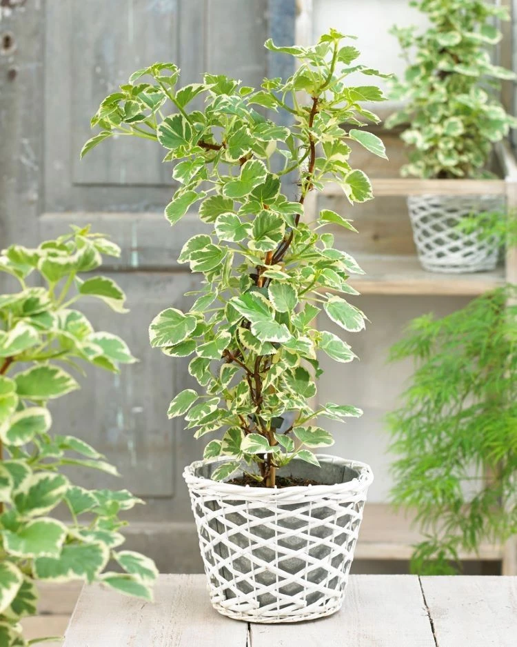 Hydrangea Petiolaris Silver Lining - Variegated Climbing Hydrangea 1 Hydrangea Petiolaris Silver Lining - Variegated Climbing Hydrangea
