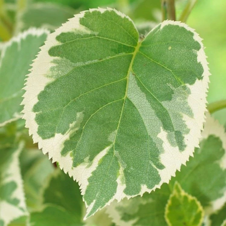 Hydrangea Petiolaris Silver Lining - Variegated Climbing Hydrangea 2 Hydrangea Petiolaris Silver Lining - Variegated Climbing Hydrangea - Image 2
