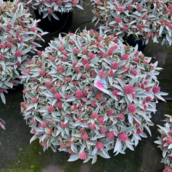 Skimmia MYSTIC Marlot - Variegated Evergreen Skimmia - XXL Specimen Plant