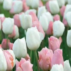 Tulip Fosteriana Soft Secret - Pack Of 25 Bulbs
