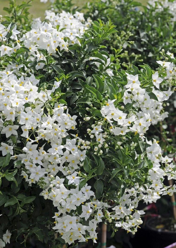 Solanum Jasminum Album - Evergreen Climber 2 Solanum Jasminum Album - Evergreen Climber - Image 2