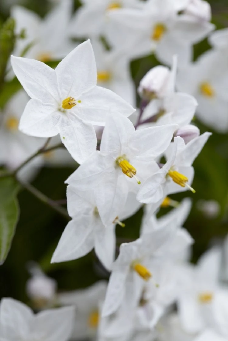 Solanum Jasminum Album - Evergreen Climber 1 Solanum Jasminum Album - Evergreen Climber