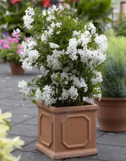 Solanum Jasminum Album - Evergreen Climber 6 Solanum Jasminum Album - Evergreen Climber -Outlet Plant Store solanum jasminum album rera02011 x750