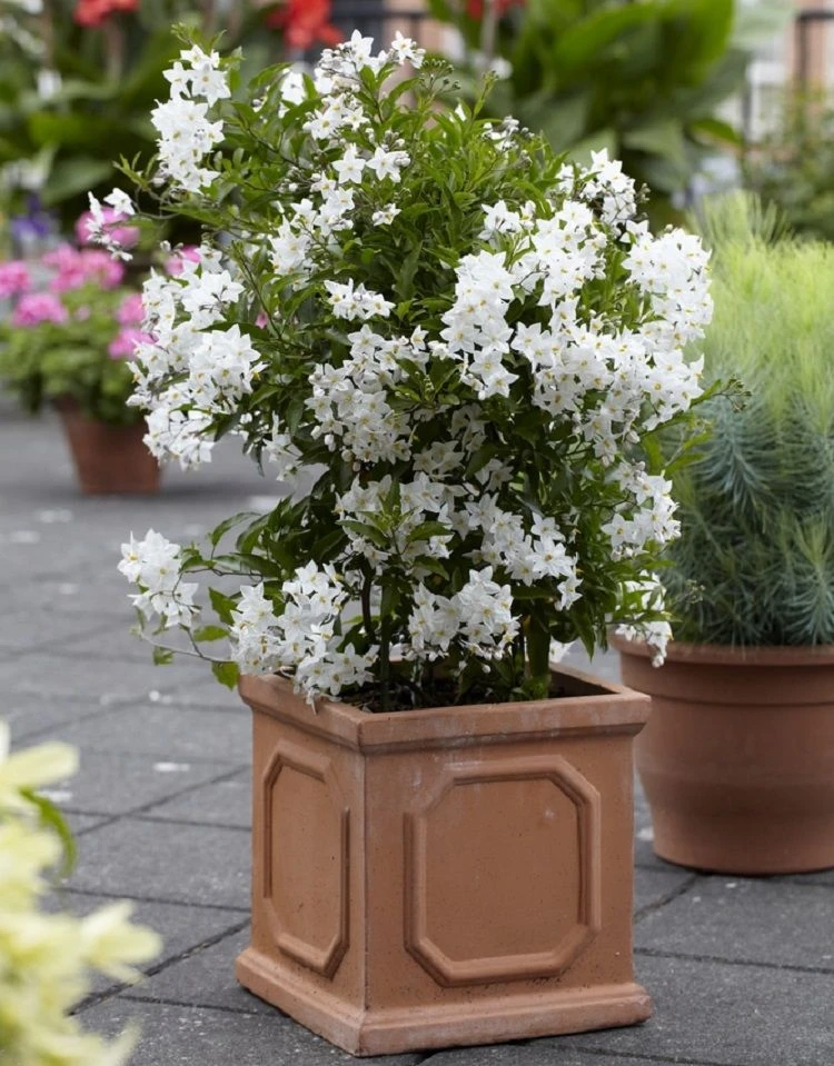 Solanum Jasminum Album - Evergreen Climber 3 Solanum Jasminum Album - Evergreen Climber - Image 3