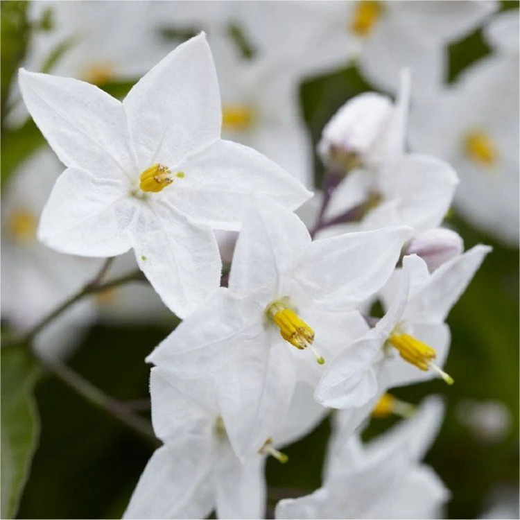 Solanum Jasminum Album - Evergreen Climber 4 Solanum Jasminum Album - Evergreen Climber - Image 4