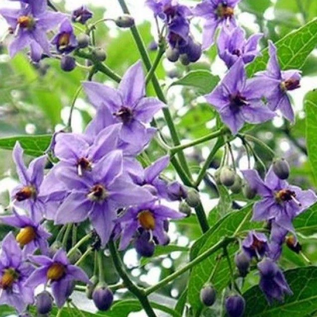 Solanum Crispum Glasnevin 1 Solanum Crispum Glasnevin