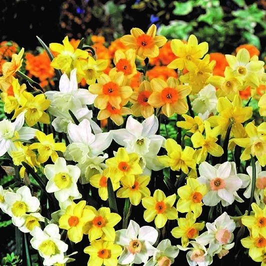 Narcissus Spring Fragrance - Pack Of 25 Bulbs 1 Narcissus Spring Fragrance - Pack Of 25 Bulbs