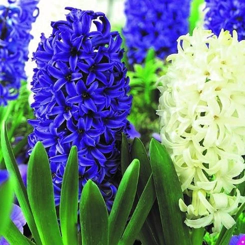 Hyacinth Spring Storm - Pack Of 8 Bulbs 1 Hyacinth Spring Storm - Pack Of 8 Bulbs