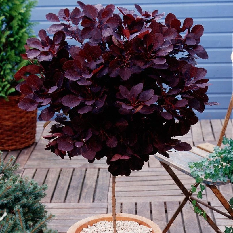 Standard Cotinus Royal Purple - Smoke Bush Tree 1 Standard Cotinus Royal Purple - Smoke Bush Tree