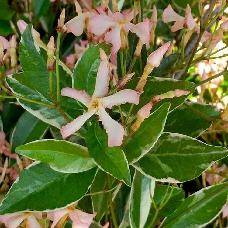 Fragrant Trachelospermum Star Of Milano - Blush Pink Blooms Over Silvery Foliage 2 Fragrant Trachelospermum Star Of Milano - Blush Pink Blooms Over Silvery Foliage - Image 2