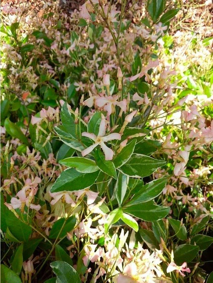 Fragrant Trachelospermum Star Of Milano - Blush Pink Blooms Over Silvery Foliage 4 Fragrant Trachelospermum Star Of Milano - Blush Pink Blooms Over Silvery Foliage - Image 4