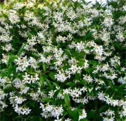 Star Jasmin - Fragrant Evergreen Trachelospermum Climber Pyramid -Outlet Plant Store star jasmin 750x750 1