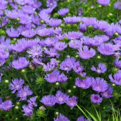 Stokesia Laevis 'Mel's Blue' - Blue Stokes Aster