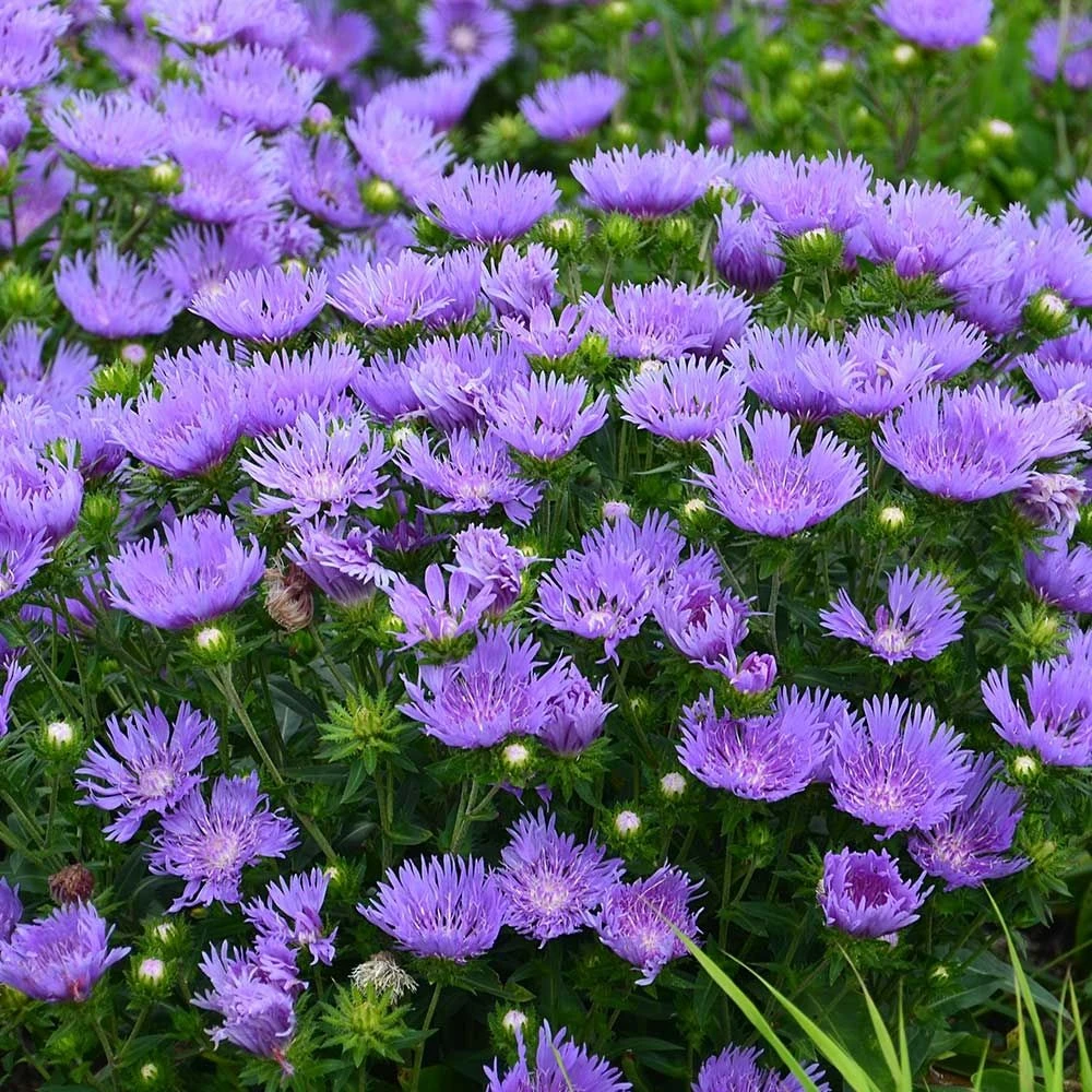 Stokesia Laevis 'Mel's Blue' - Blue Stokes Aster 1 Stokesia Laevis 'Mel's Blue' - Blue Stokes Aster