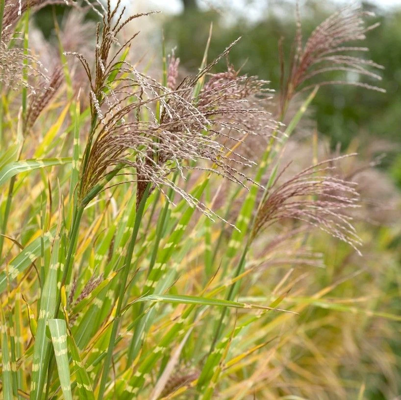 Miscanthus Sinensis Strictus - Zebra Grass 2 Miscanthus Sinensis Strictus - Zebra Grass - Image 2